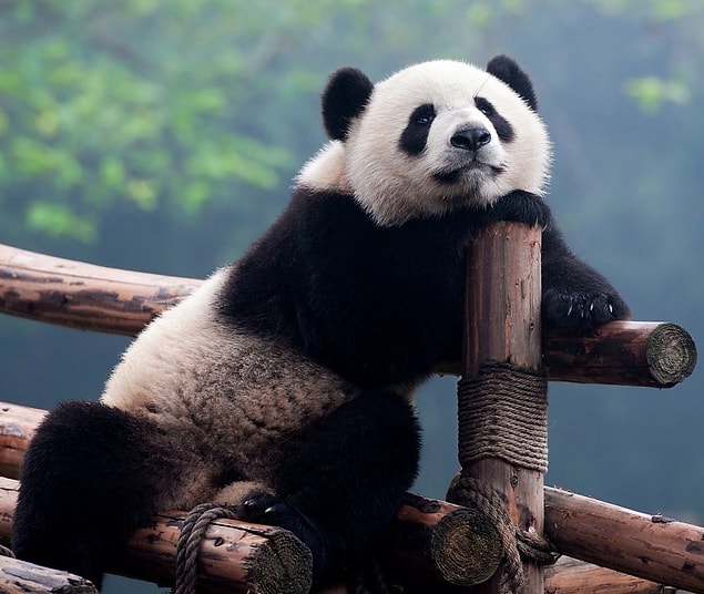 1. Haberim yokmuş gibi çek PANDA
