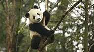 Görünce Nüfusunuza Geçirmek İsteyeceğiniz Birbirinden Sevimli 21 Panda