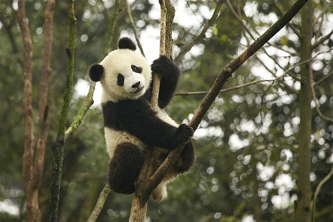 Görünce Nüfusunuza Geçirmek İsteyeceğiniz Birbirinden Sevimli 21 Panda