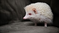 Sizi Kendisine Hayran Bıraktıracak Birbirinden Sevimli 24 Albino Hayvan