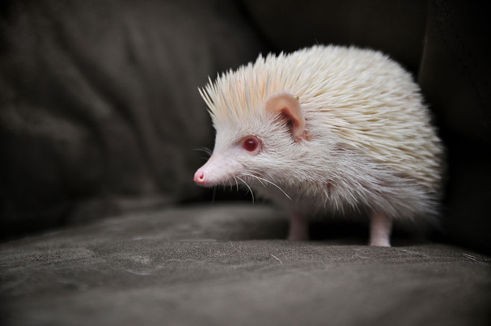 Sizi Kendisine Hayran Bıraktıracak Birbirinden Sevimli 24 Albino Hayvan