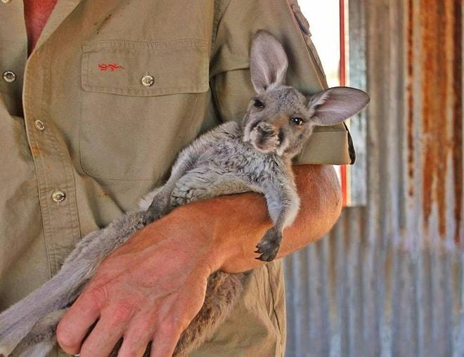 Ölümden Kurtarılan ve Kucaklanmayı Çok Seven Yavru Kangurunun 8 Sevimli Fotoğrafı