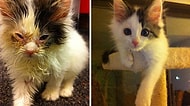 Kurtarıldıktan Sonra Bir Kedinin Nasıl Değişebileceğini Gösteren 15 Öncesi ve Sonrası Fotoğraf