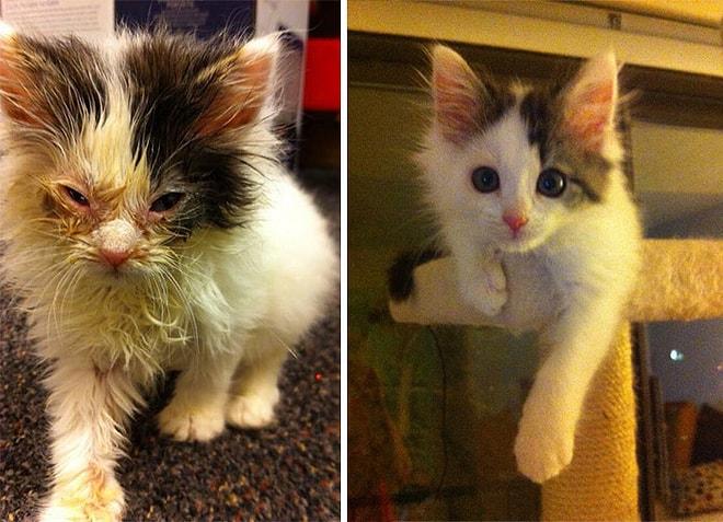 Kurtarıldıktan Sonra Bir Kedinin Nasıl Değişebileceğini Gösteren 15 Öncesi ve Sonrası Fotoğraf