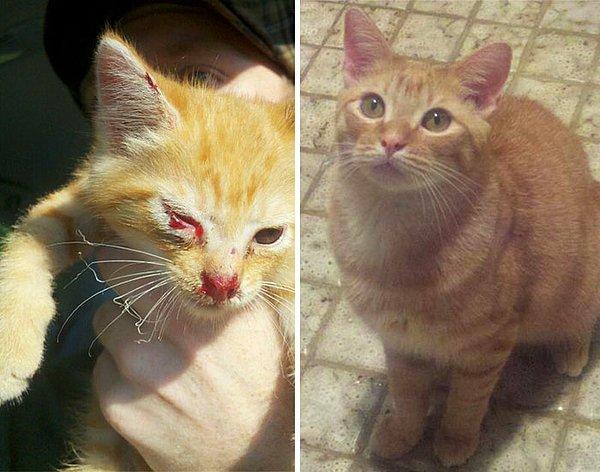 15. Yolun ortasında yaralanmış halde bulunan Duncan, bir yıl geçtikten sonra artık sıcak yuvası olan mutlu bir kedi..