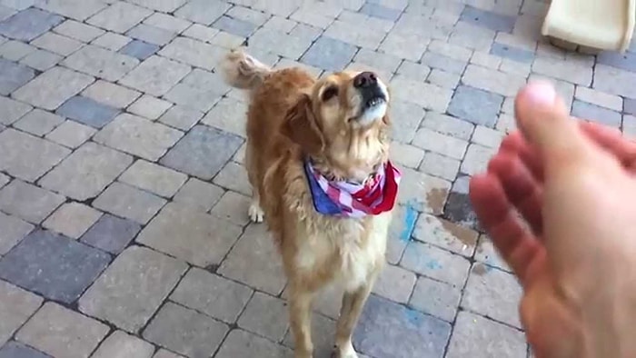 Bir Şeyleri Havada Yakalama Konusunda Çok Beceriksiz Olan Köpek