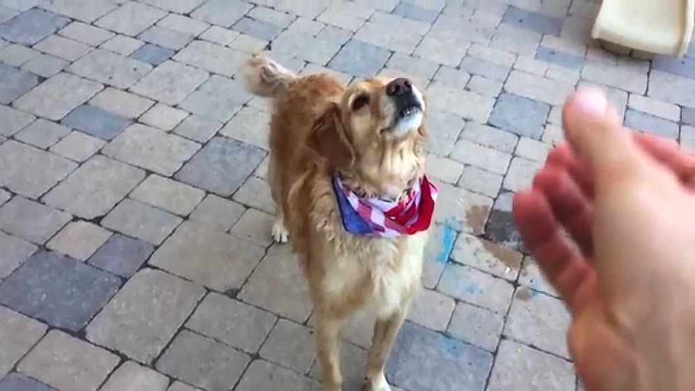 Bir Şeyleri Havada Yakalama Konusunda Çok Beceriksiz Olan Köpek