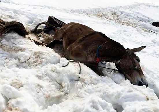 Uludere'de Köylülerin Katırları İtlaf Edildi