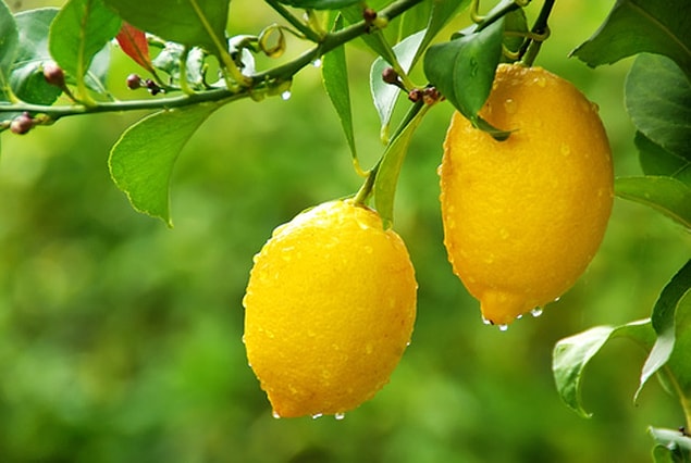 17. Limonlu su böbrek taşından korur