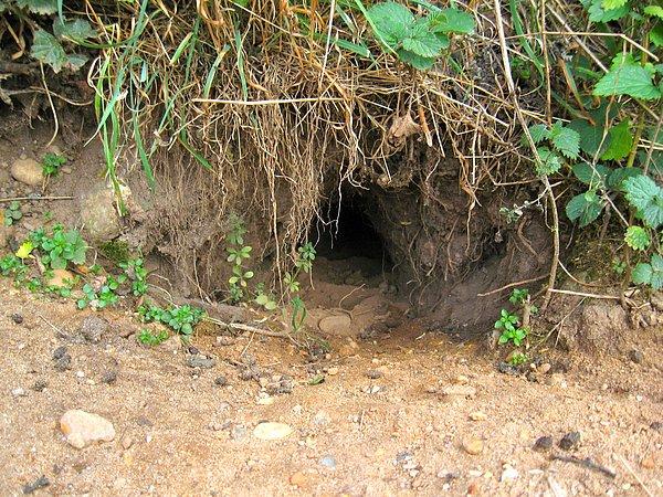 16. Kutup tilkileri çok geniş bir alana yayılan, 150 girişi olabilen geniş yer altı tünellerinde yaşarlar.