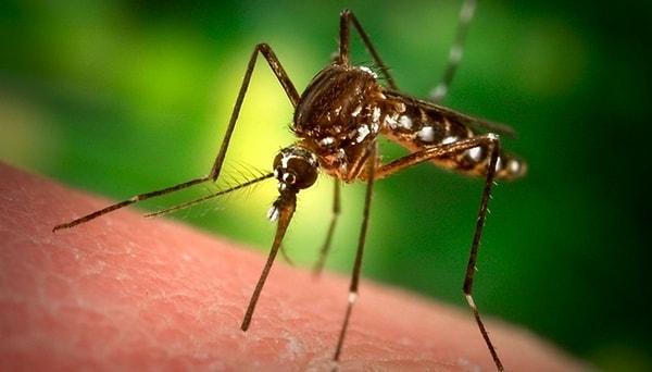 24. Sivrisinek ısırığının üzerine selobant yapıştırarak ya da küçük bir damla oje sürerek kaşıntısını geçirebilirsiniz.