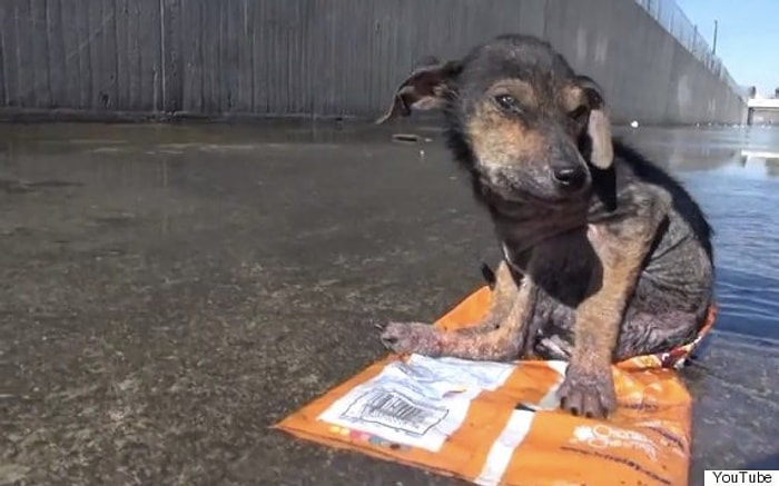 İnsanlıktan Nasibini Almayanların Elinden Kurtulup Mutluluğa Kavuşan Köpek
