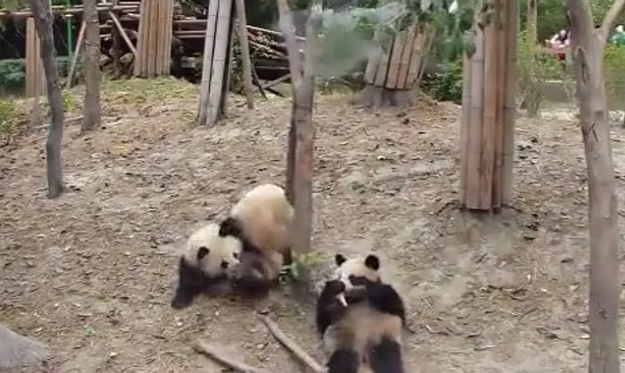 Röntgenci Pandanın Hazin Sonu