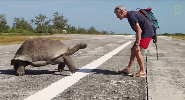 Çiftleşirken Rahatsız Edilen Kaplumbağanın Saldırgan Tavırları