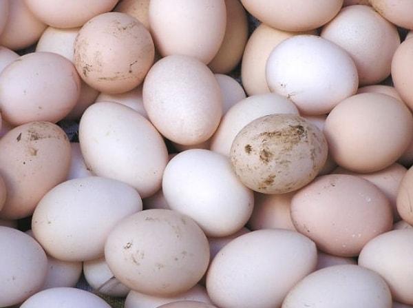 3. Köy yumurtası olarak satılan yumurtalar sağlığa zararlı mıdır ?