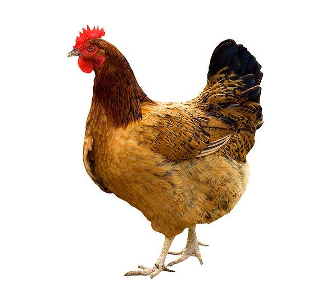 6. Bir tavuk günde 1 yumurtadan daha fazla yumurta yumurtlayabilir mi ?