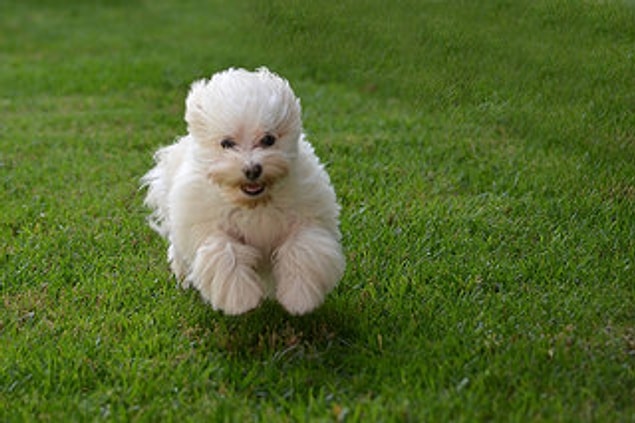 1. Maltese (Malta Köpeği)