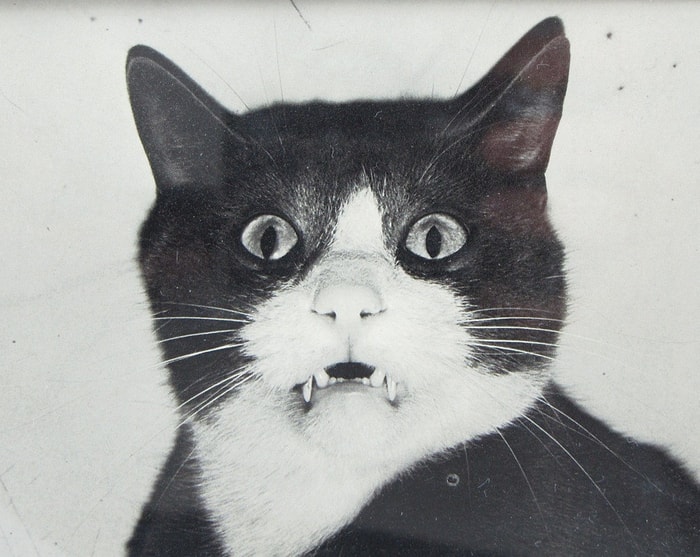 Dünyanın Bilinen İlk Kedi Videosu