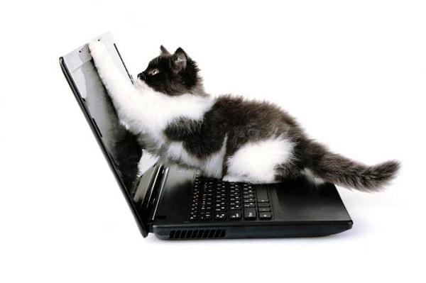 17. Bilgisayarlar bile kedileri sever.