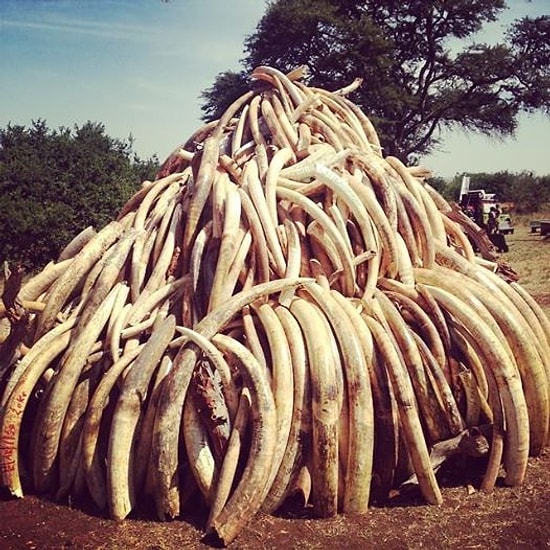 Kürkleri ya da Dişleri-Boynuzları için Katledilen Hayvan Türleri