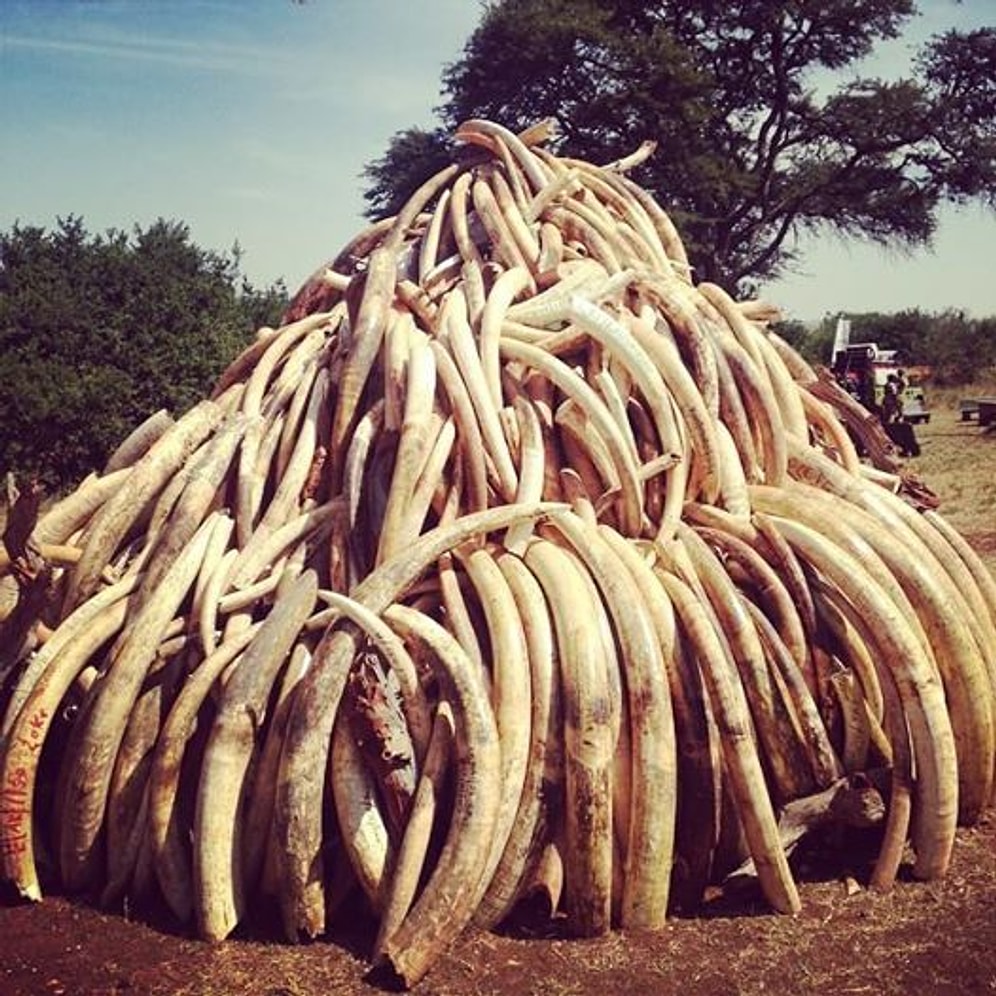 Kürkleri ya da Dişleri-Boynuzları için Katledilen Hayvan Türleri