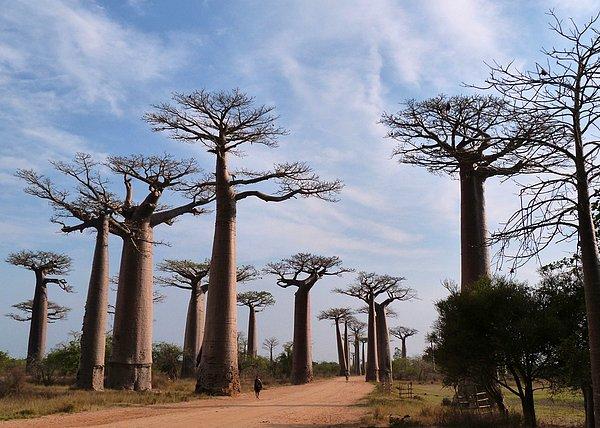 23. Baobab Yolu - Madagaskar