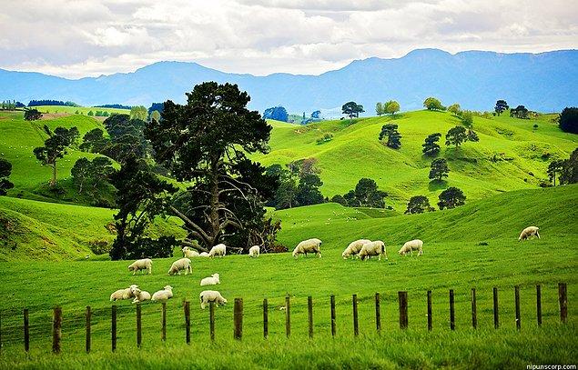8. Ailenin elinde 1300 kadar koyun ve 300 kadar da "Angus" bulunmakta. Hobbiton köyünü ziyaret edenler hayvanlarla, özellikle de koyunlarla vakit geçirmekten büyük keyif alıyorlarmış.