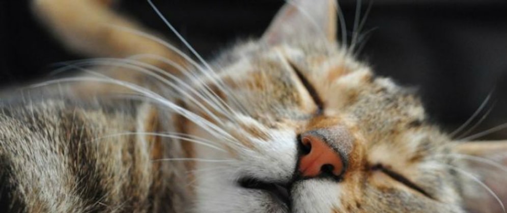 Mevzu Bahar Yorgunluğu ise Uzak Durulması Gereken 13 Davranış