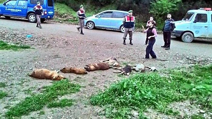 Manisa'da Köpek Katliamı