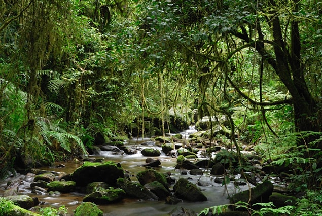 10. Madagaskar Ormanı