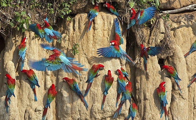 18. Tahuamanú Yağmur Ormanı, Peru