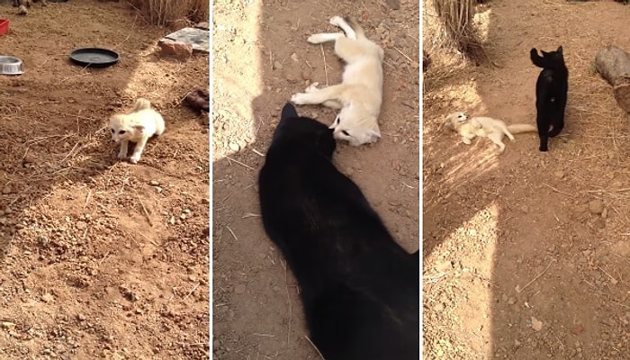 En Yakın Arkadaşı Kediye Kavuşan Tilkinin Heyecan Patlaması