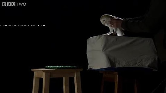 Kanat Çırparken Ses Çıkarmayan Doğanın Sessiz Senfoni Maestrosu: Baykuş