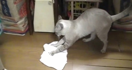 Yerleri Temizleme Konusunda Eline Su Dökemeyeceğiniz Kedi!