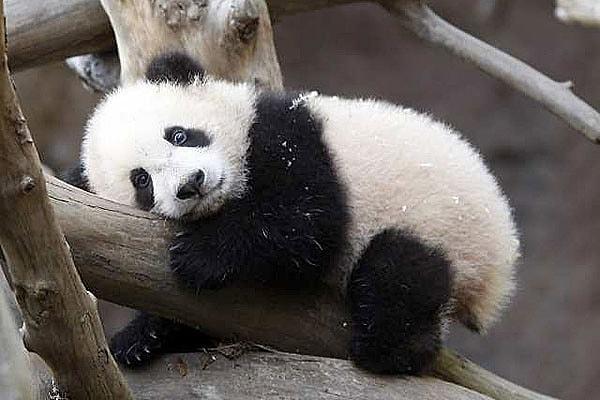 8. Canı sıkılan bebek panda