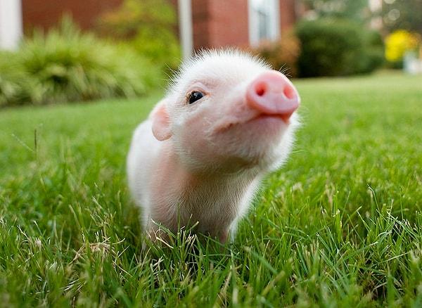 24. Tatlı burnuyla herkesi koklamak isteyen yavru domuz