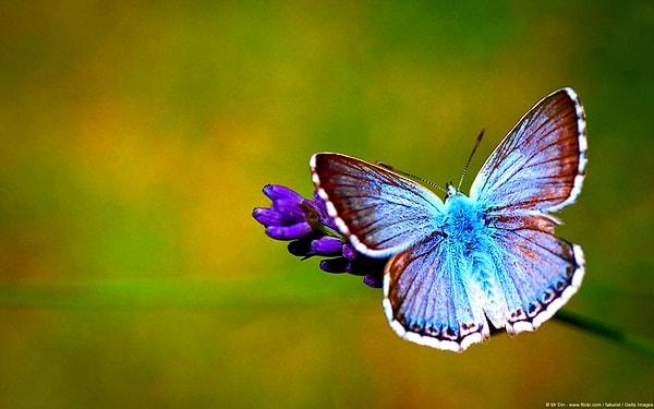 31. Mükemmel renklere sahip kelebek