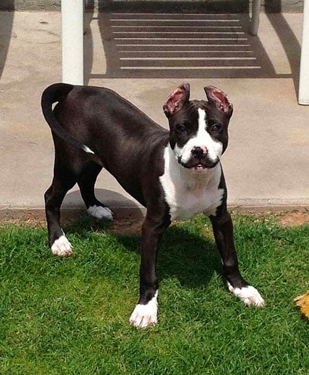 Köpeklerin bıyıkları ne işe yarar? Kesildiği zaman ne olur?