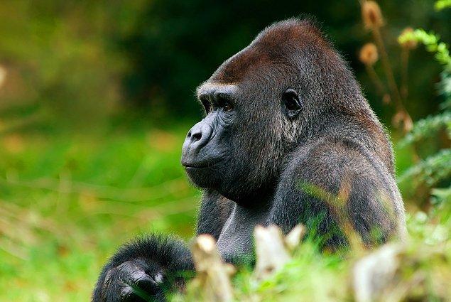 14. Goriller ve patateslerde insana oranla 2 tane daha fazla kromozonları vardır.