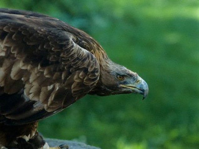 3. Kartal !