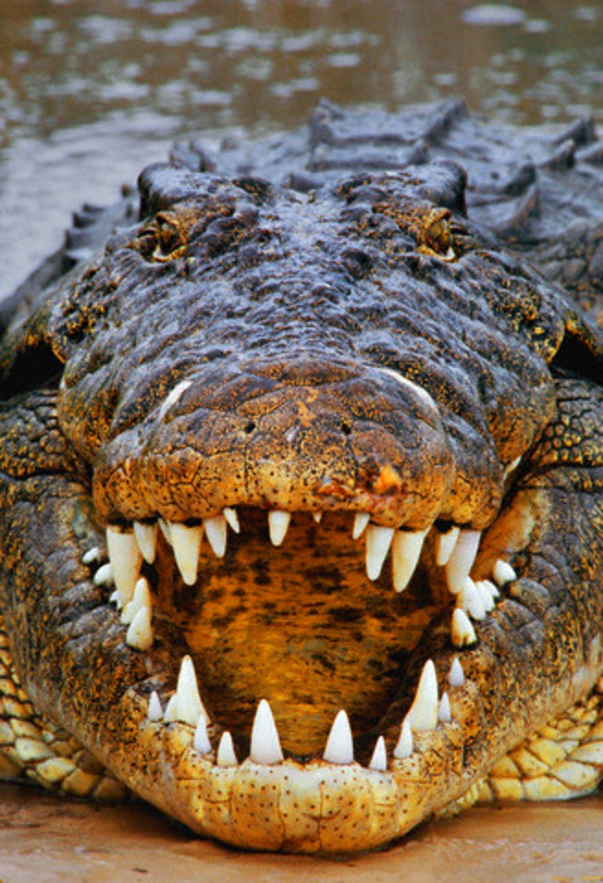 Самая опасная фотка. Нильский крокодил. Нильский Аллигатор. Злой гребнистый крокодил. Аллигатор Речной.