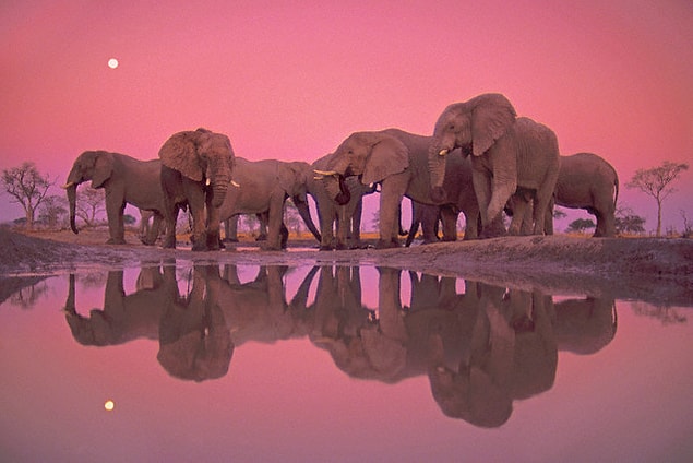 13. Afrika Fili !