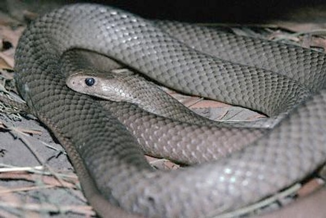 17. Taipan (Kara Mama Yılanı ) !