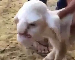 İnsanı andıran yüzüyle Dağıstan,Rusya yakınlarında sıradışı küçük bir kuzu bulundu. Chirka köyünde doğan bu kuzunun yalnızca kulaklarının koyuna benzemesi ile birlikte gözleri, ağzı ve burnu tıpkı insanı andırıyor.