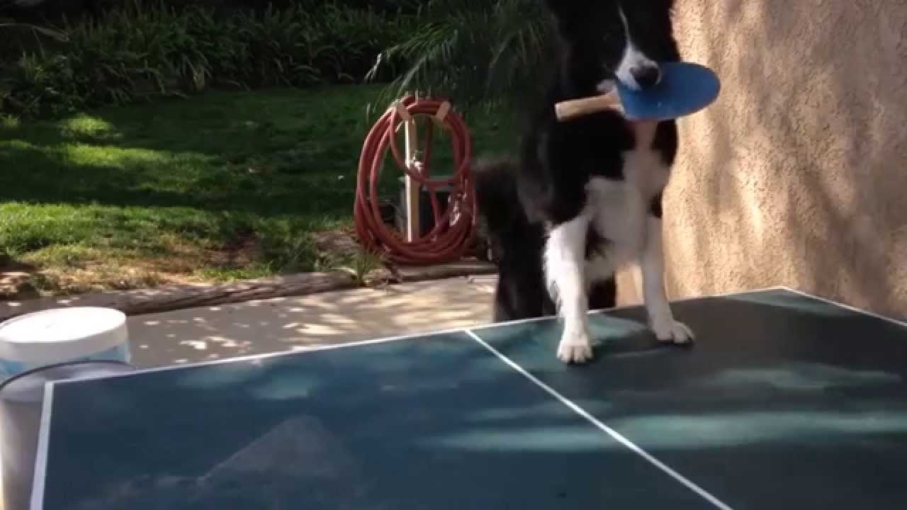 Sizden Daha İyi Masa Tenisi Oynayan Köpek