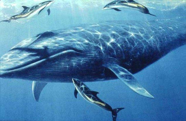 8. Peki ya tüm hayvanların en büyüğü olan mavi balinanın ağırlığını sorsak?