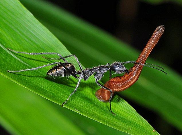 14. Bir ağırlık sorusu daha: Karıncalar sülüklere göre kendi ağırlıklarının daha fazla katını kaldırabilirler