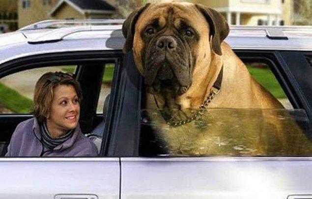 13. Dünyanın en ağır köpeği, en ağır insandan daha ağırdır.