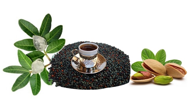 7. Sakız aslında fıstıkgillerden
