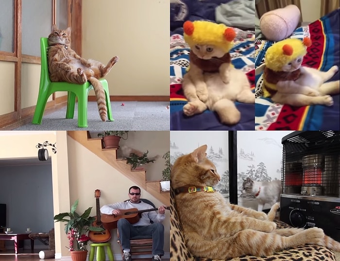 Rahatlık Konusunda İnsana Taş Çıkaran Kedilerin 5 Eşsiz Örneği